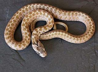 змея жарарака